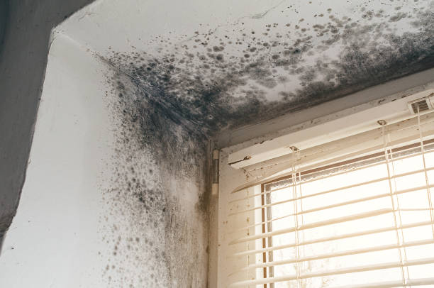 Affordable Commercial Mold Remediation solutions in Burtonsville, MD